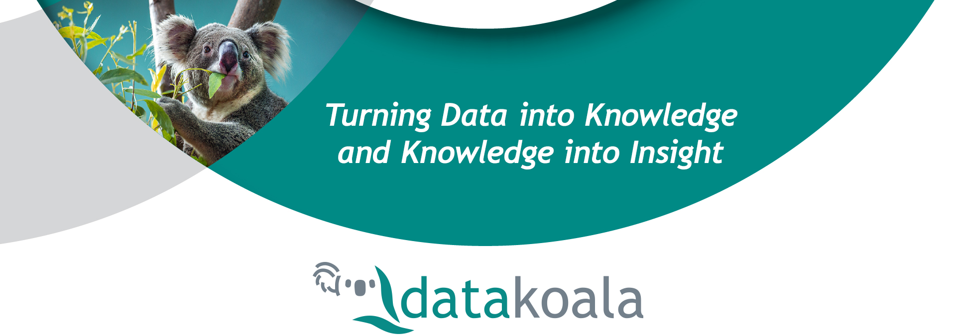 Data Koala Turning Data into Knowledge and Knowledge into Insight with picture of a koala bear